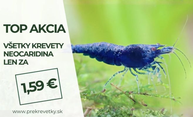 🦐Mega akcia Krevety Neocaridina iba 1,59€