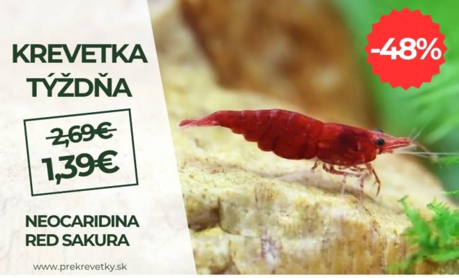 🦐Red Sakura krevetky len za 1,39 Eur🦐🦐