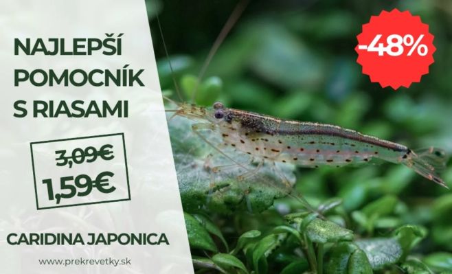 🌿⚔️Porazte riasy s krevetami Caridina Japonica teraz v extra zľave